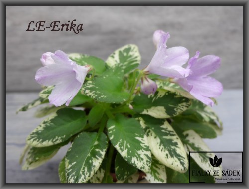 LE-Erika